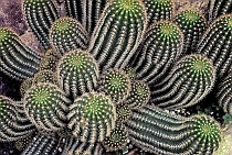 Many Armed Cactus